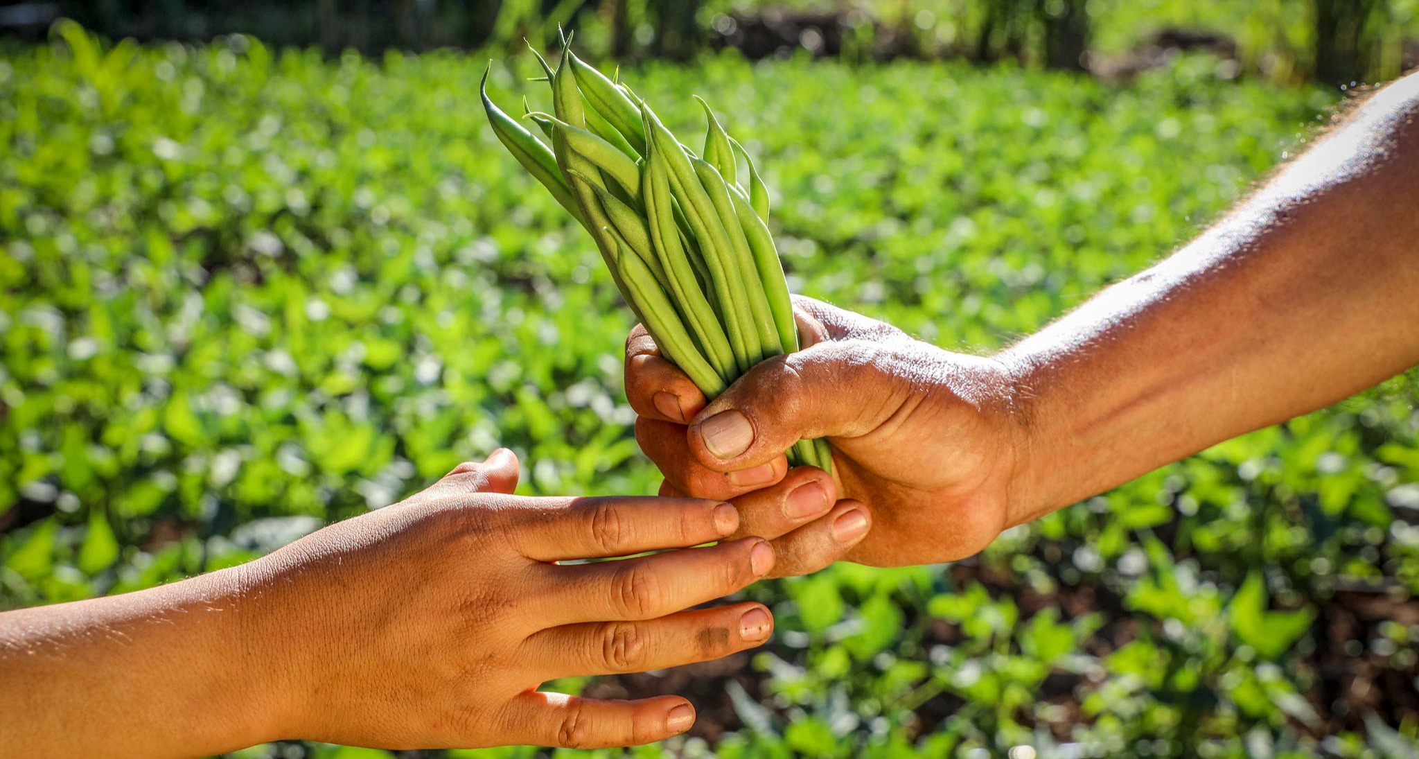 تقرير منظمة الأغذية والزراعة: طفرة قياسية في إنتاج مصايد الأسماك…